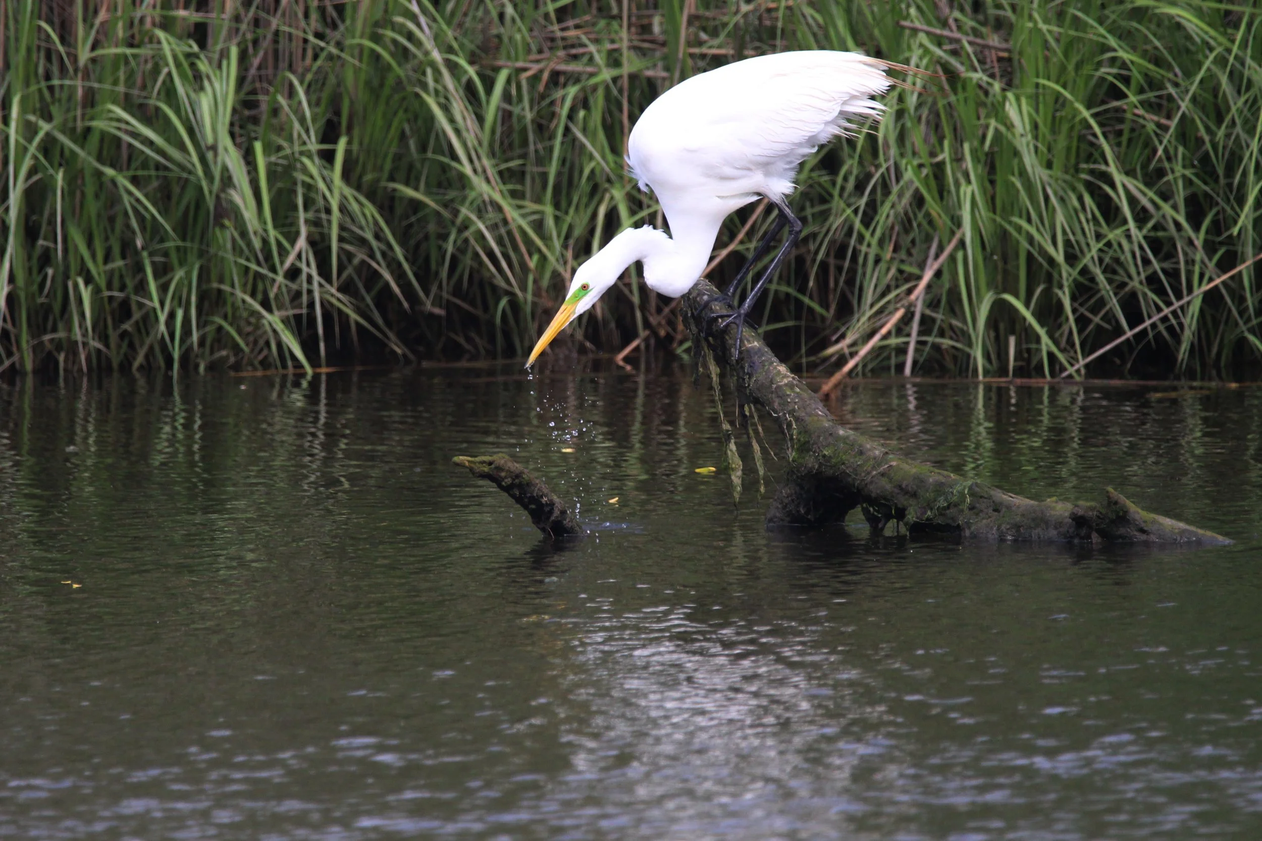 EGRET ON A LOG LINCOLN PARK.jpg