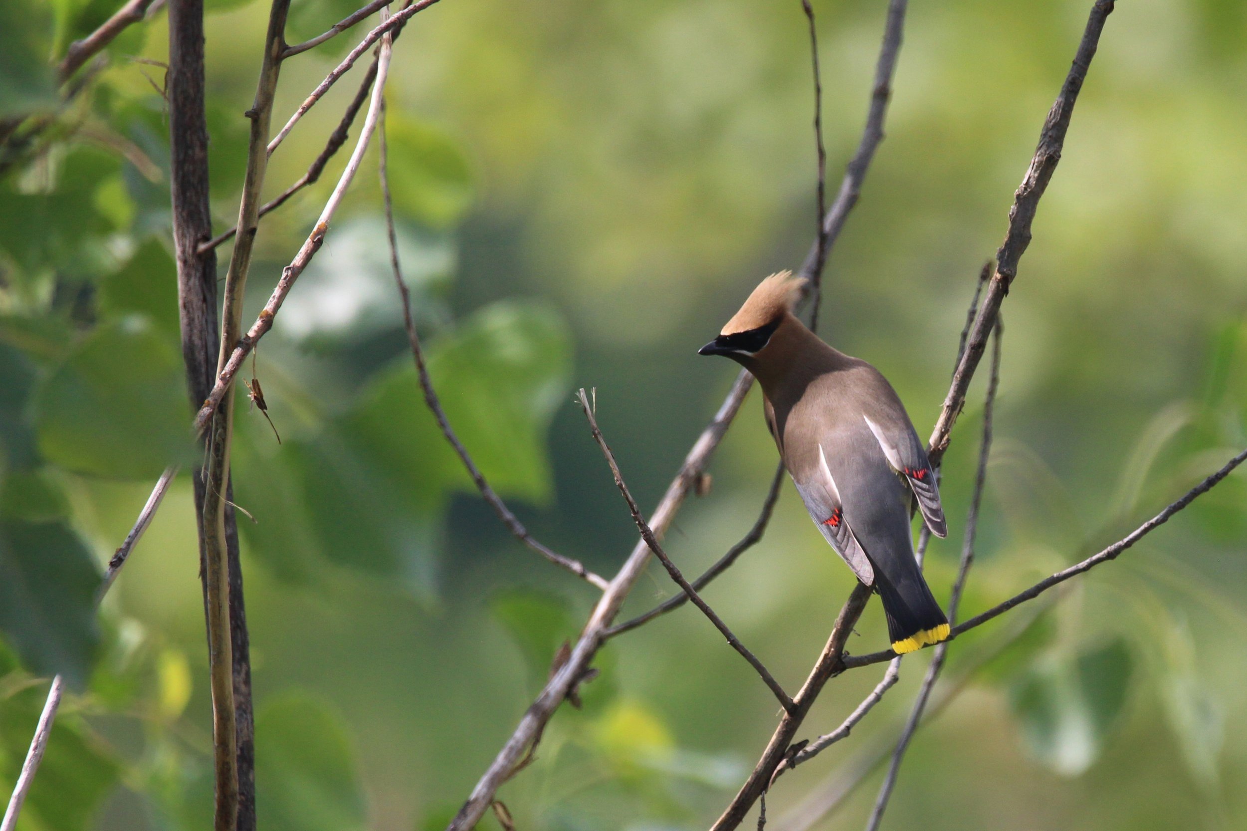 CEDAR+WAXWING+LINCOLN+PARK.jpg