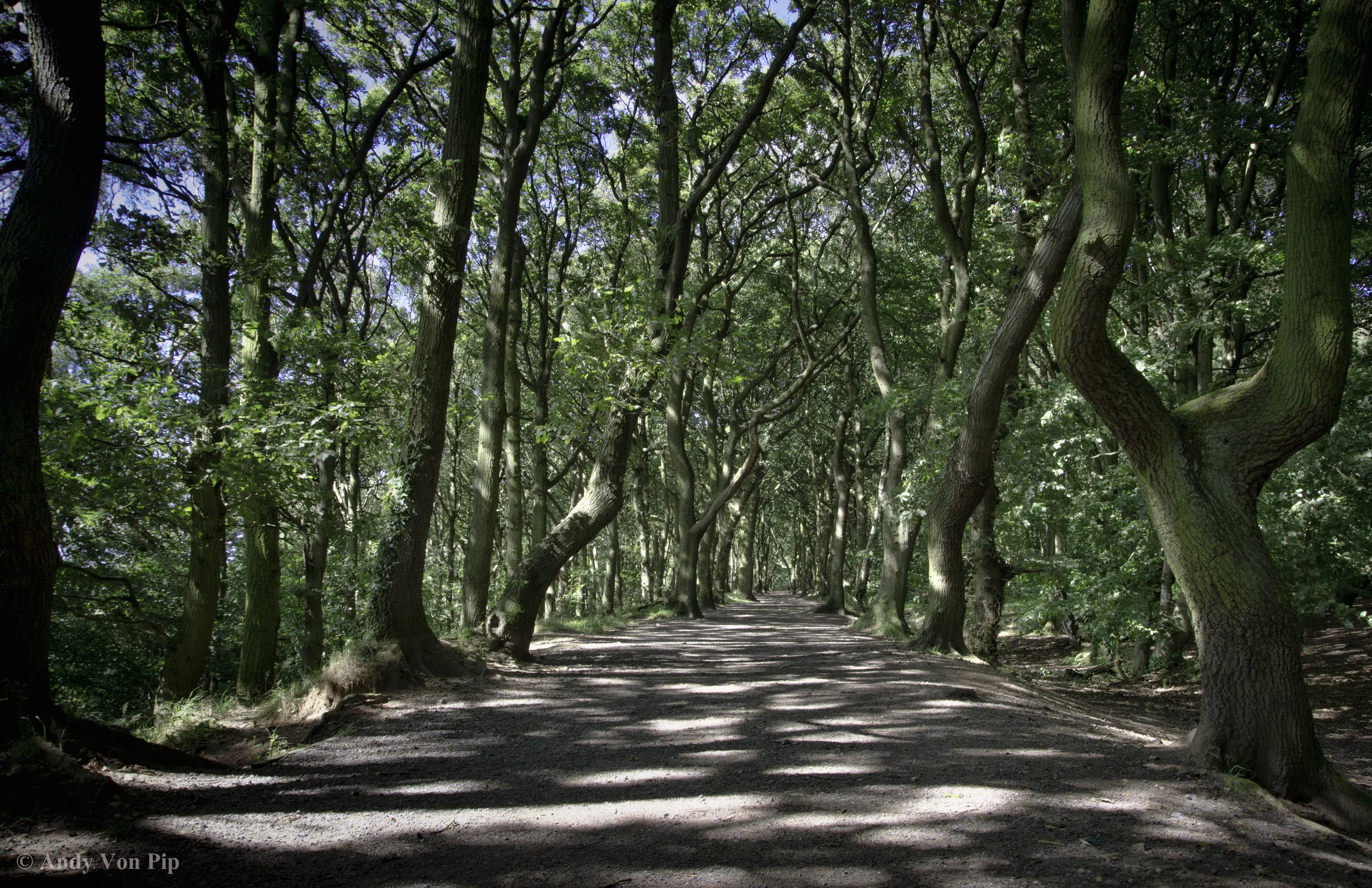 Woods.jpg