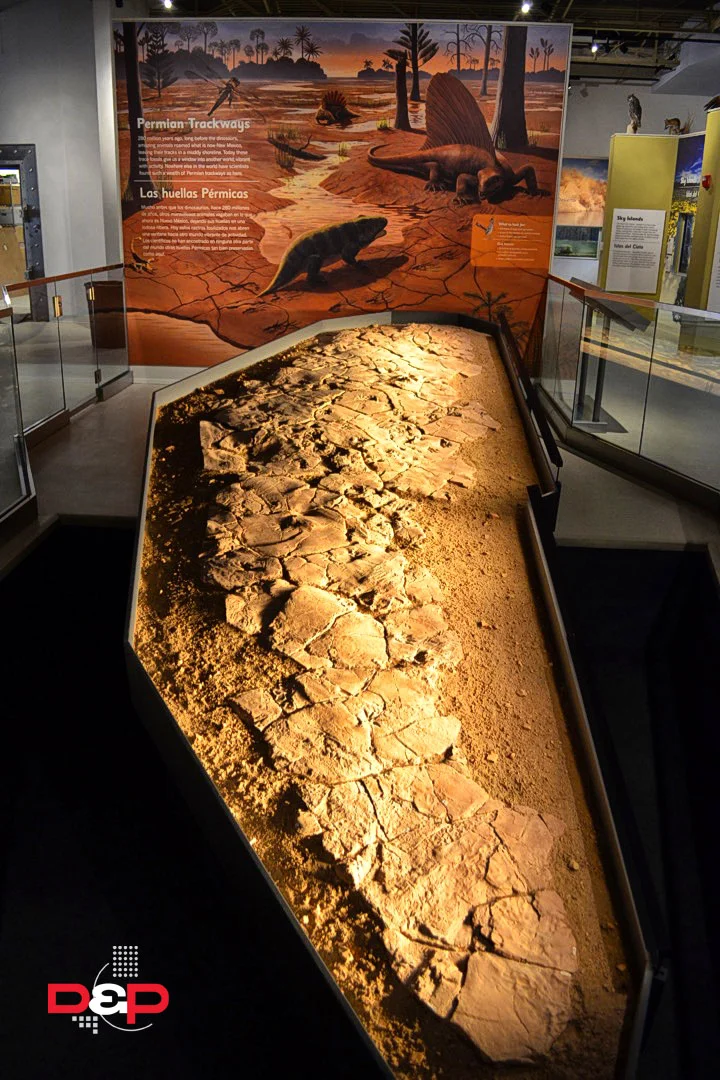 Museum Of Nature & Science Entrance Fee