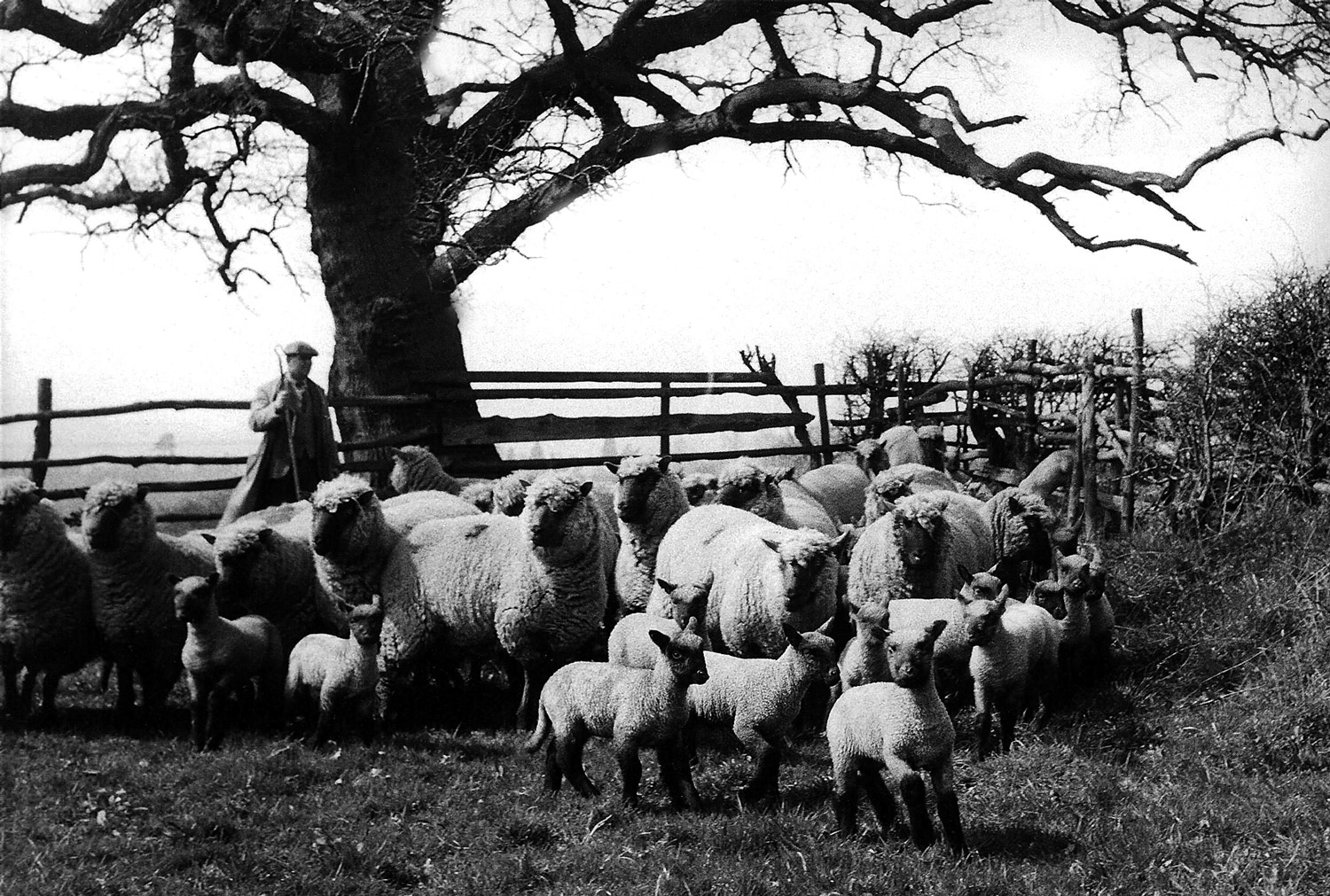 Sheep
