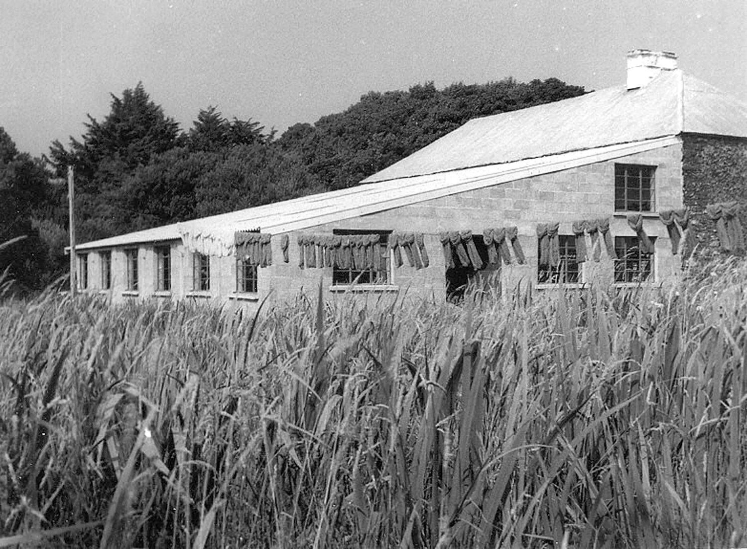  Hanks of wool drying outside of the mill in the 1950s 