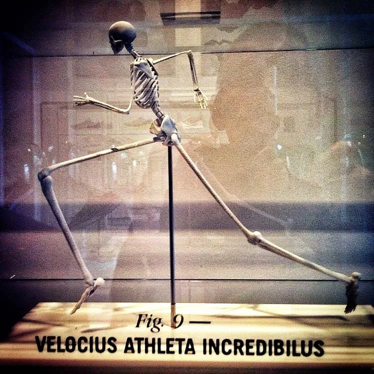 nike concept of evolution