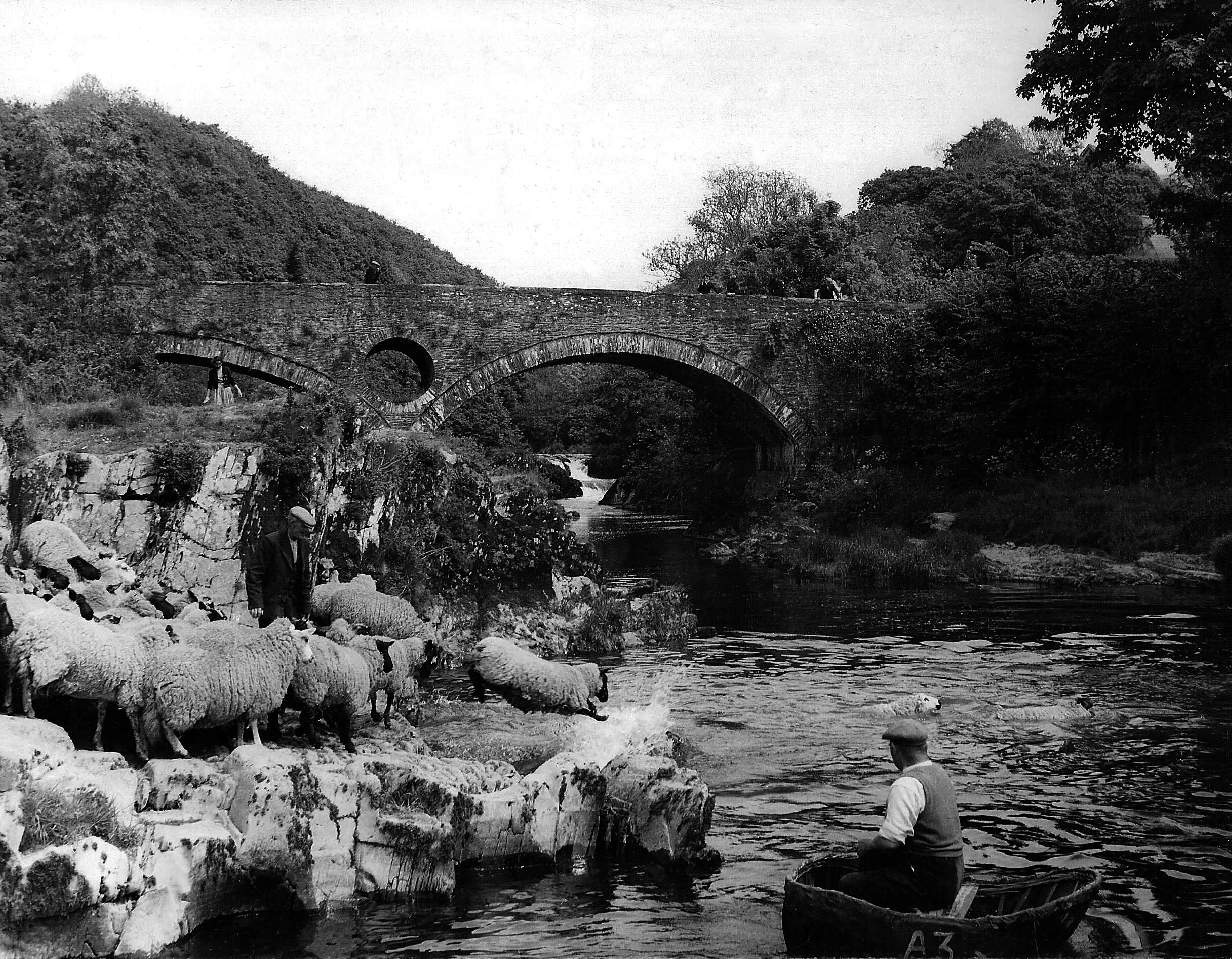 sheep cenarth.jpg