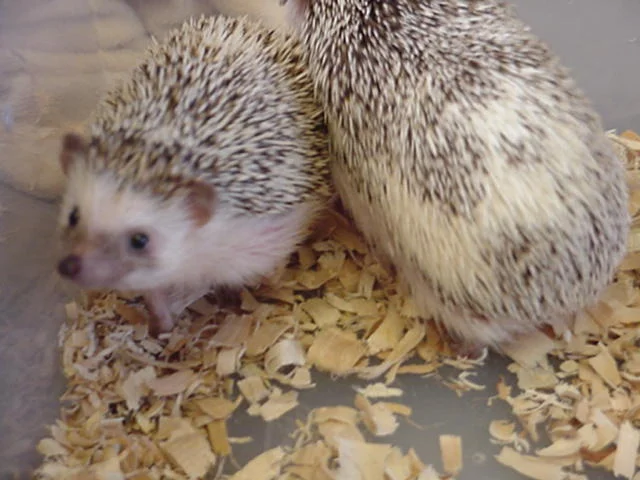 Magical Paradise Exotic Farm