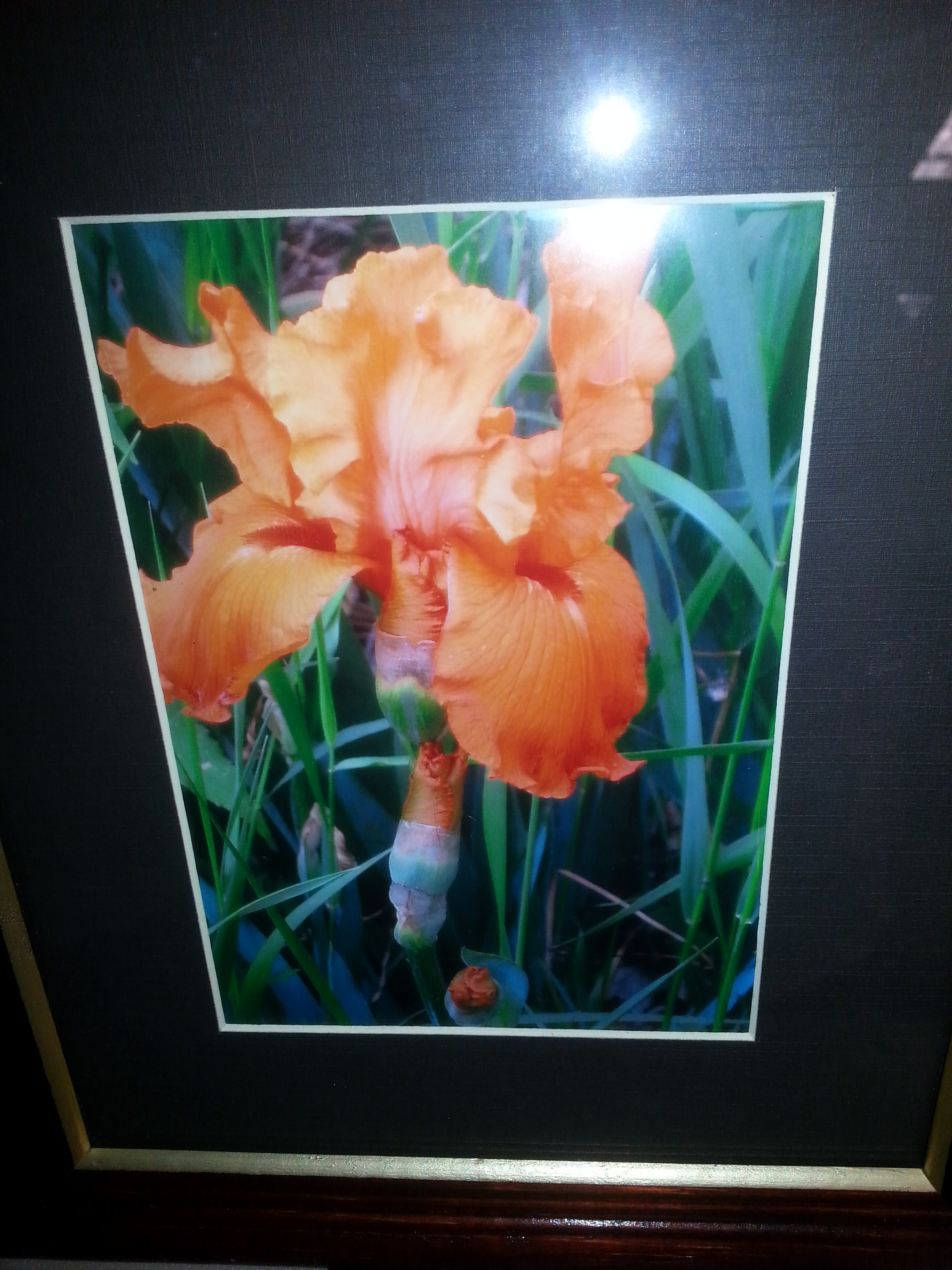 "Iris" Photography by Dawn Johnson Reserve: $20