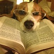 Paws 4 Books