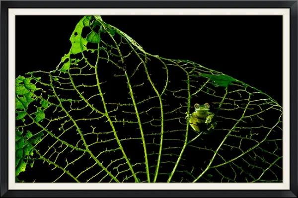 Glass Frog on Skeletonized Leaf Winner, Art in Nature Category Nature's Best Windland Rice Smith Competition 2013