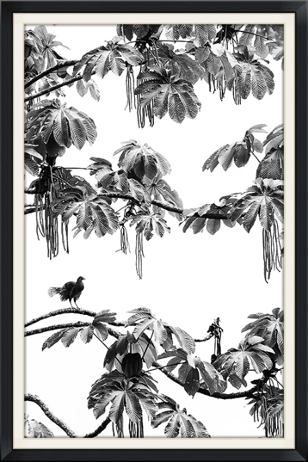 Chachalacascape Highly Honored, Black and White category Veolia Wildlife Photographer of the Year 2011