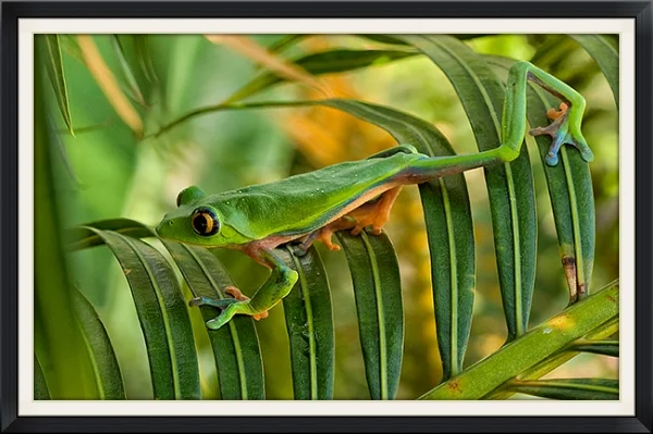 Yellow-eyed Leaf Frog Honorable Mention, Endangered Species category Nature's Best Windland Rice Smith Competition 2010