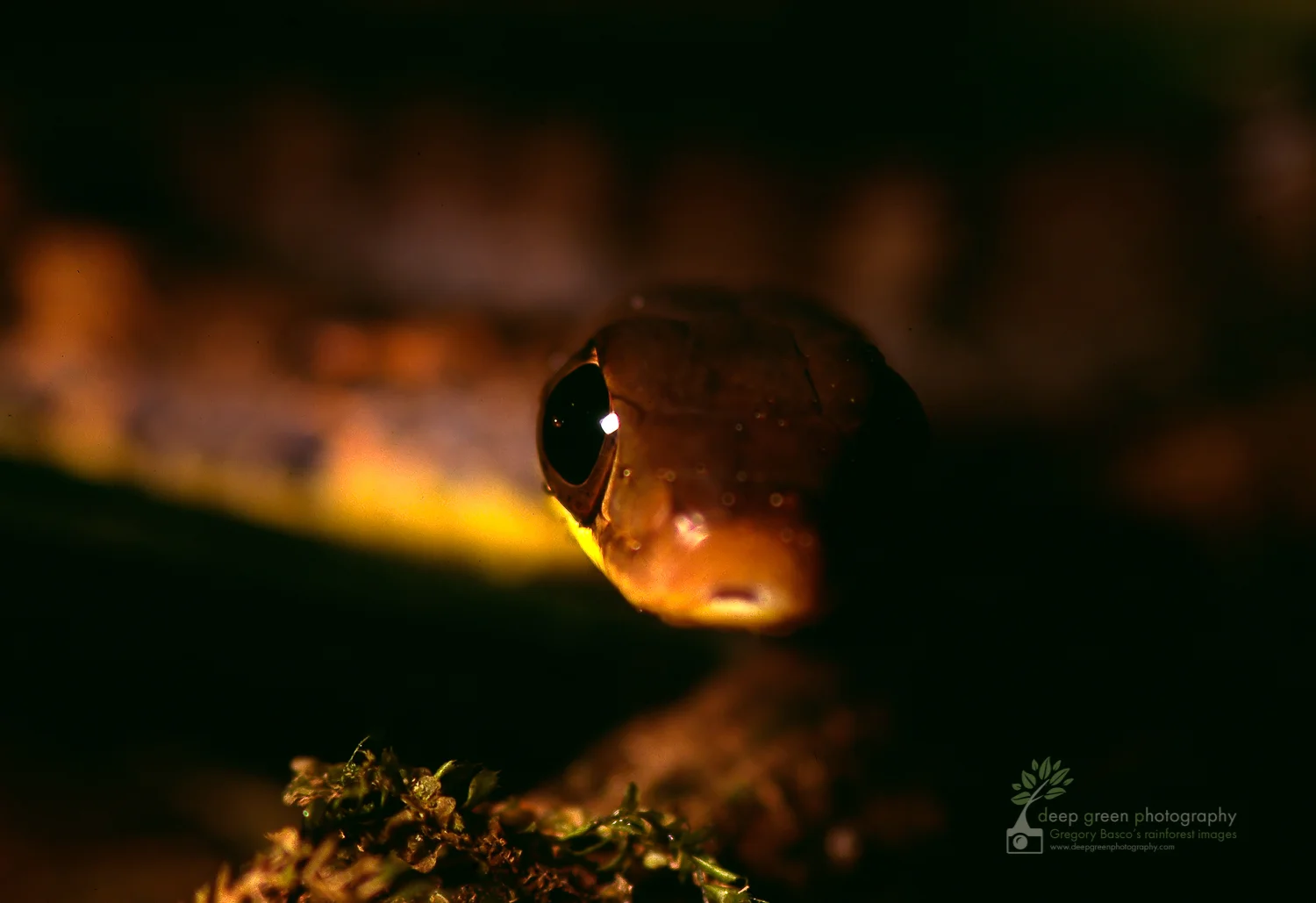 DGP_reptiles_stock-1.jpg