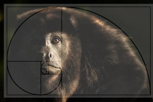 Howler Monkey behind the lens