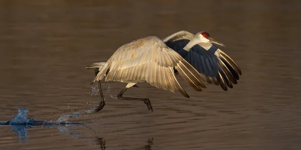 20100213-_V5C1542-Sandhill-Crane-free-crop