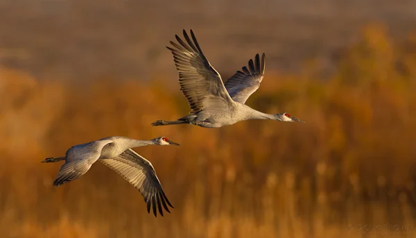 20111116-_V5C0934-Sandhill-Cranes-free-crop