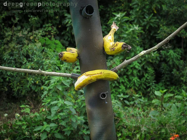 birdfeeders-49-of-50.jpg