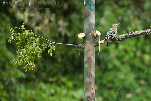 new-bird-feeder-3.jpg