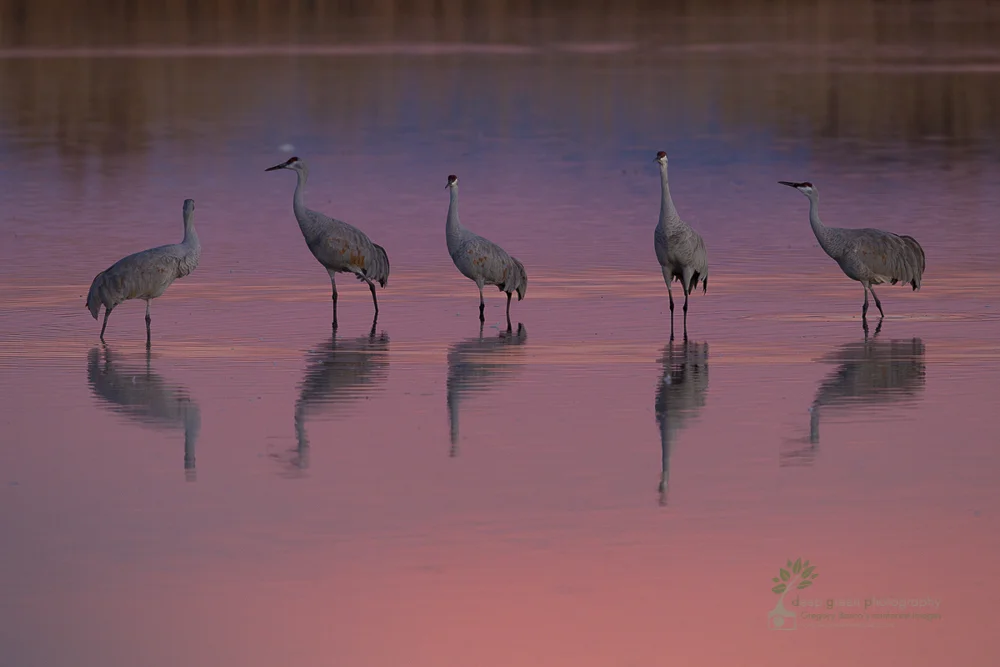 sandhill cranes at sunset Bosque del Apache
