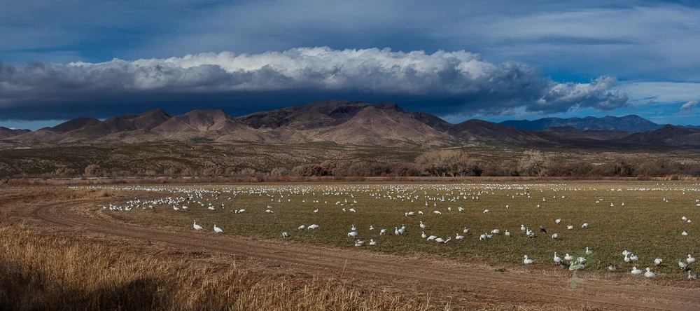 bosque del apache panoramic