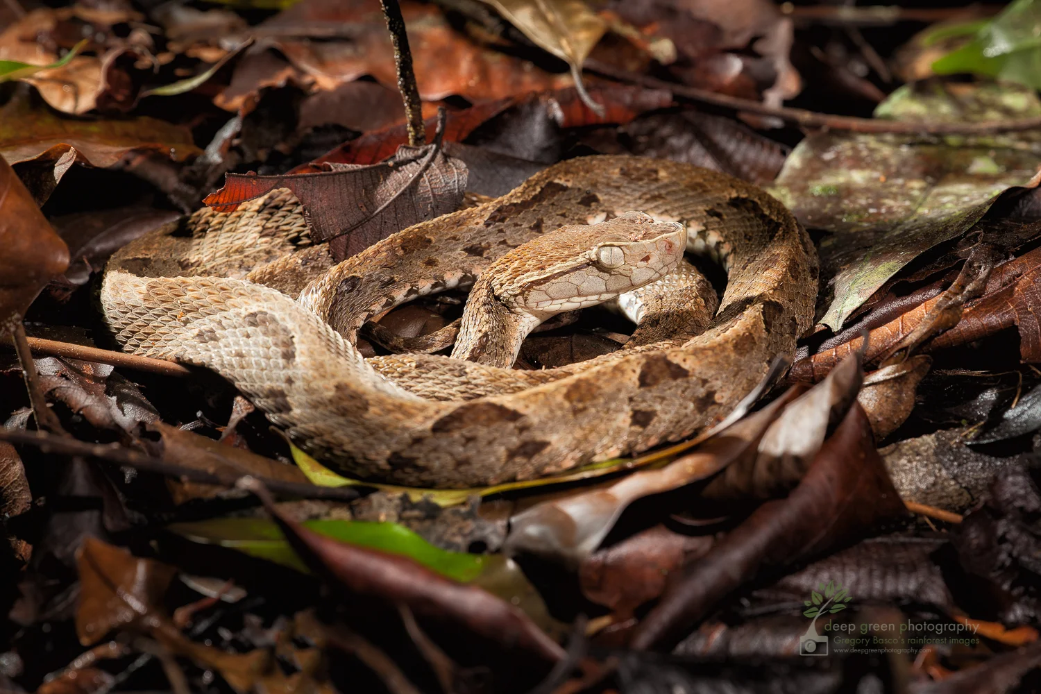 DGP_reptiles_stock-7.jpg