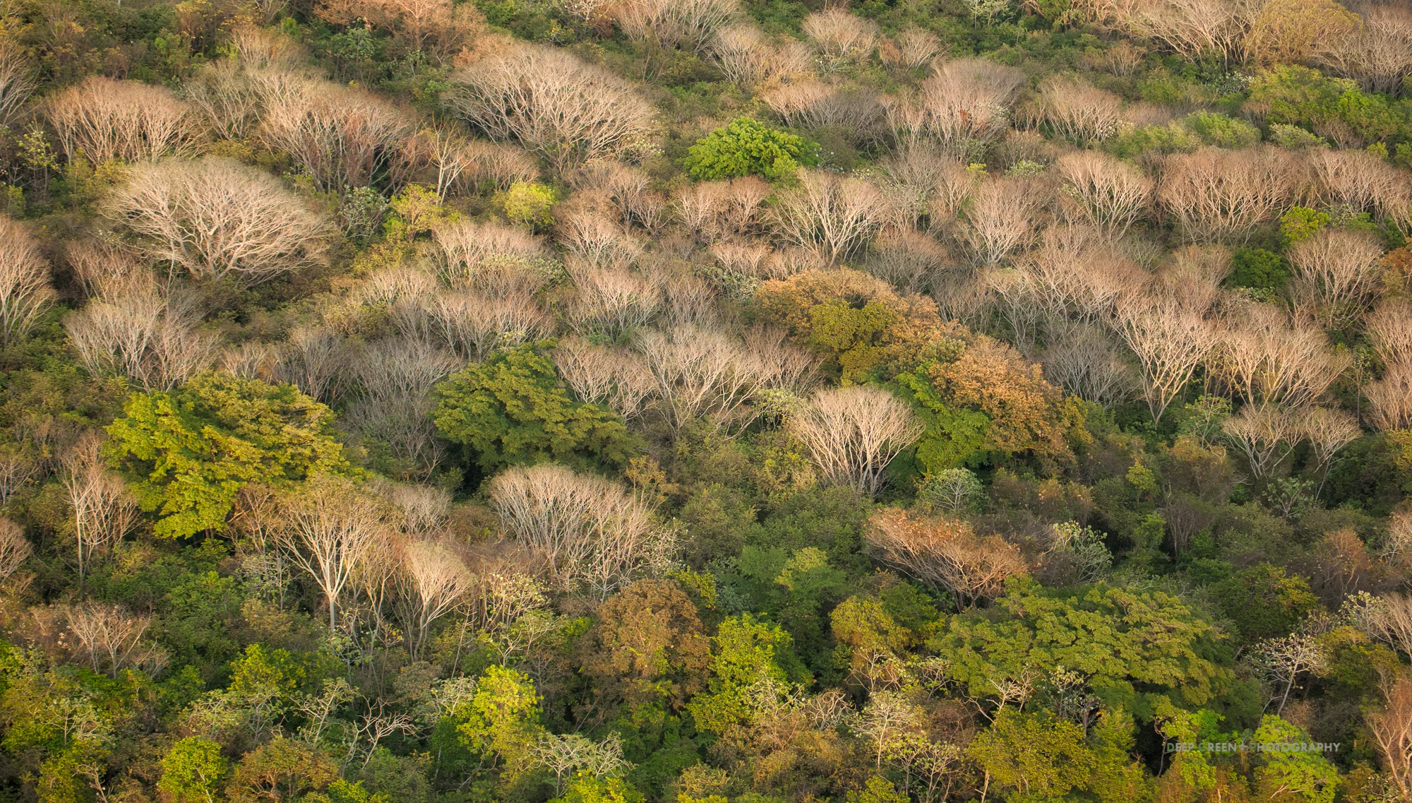 The rainforests of Costa Rica's Central Pacific Coast have a number of decidous trees that shed their leaves in the dry season