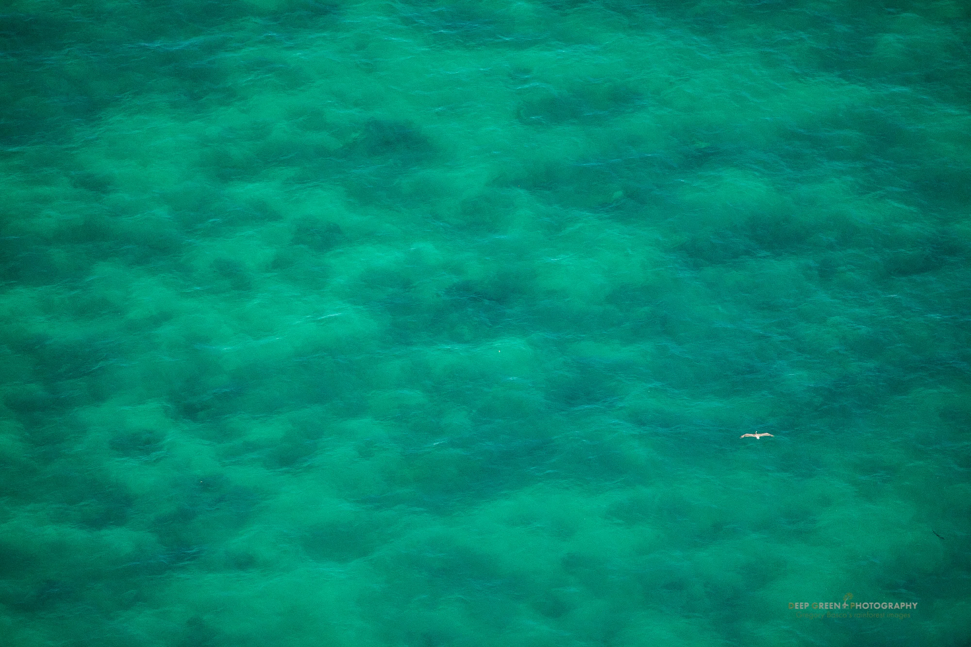 A brown pelican soars over the ocean near Costa Rica's famed Manuel Antonio National Park