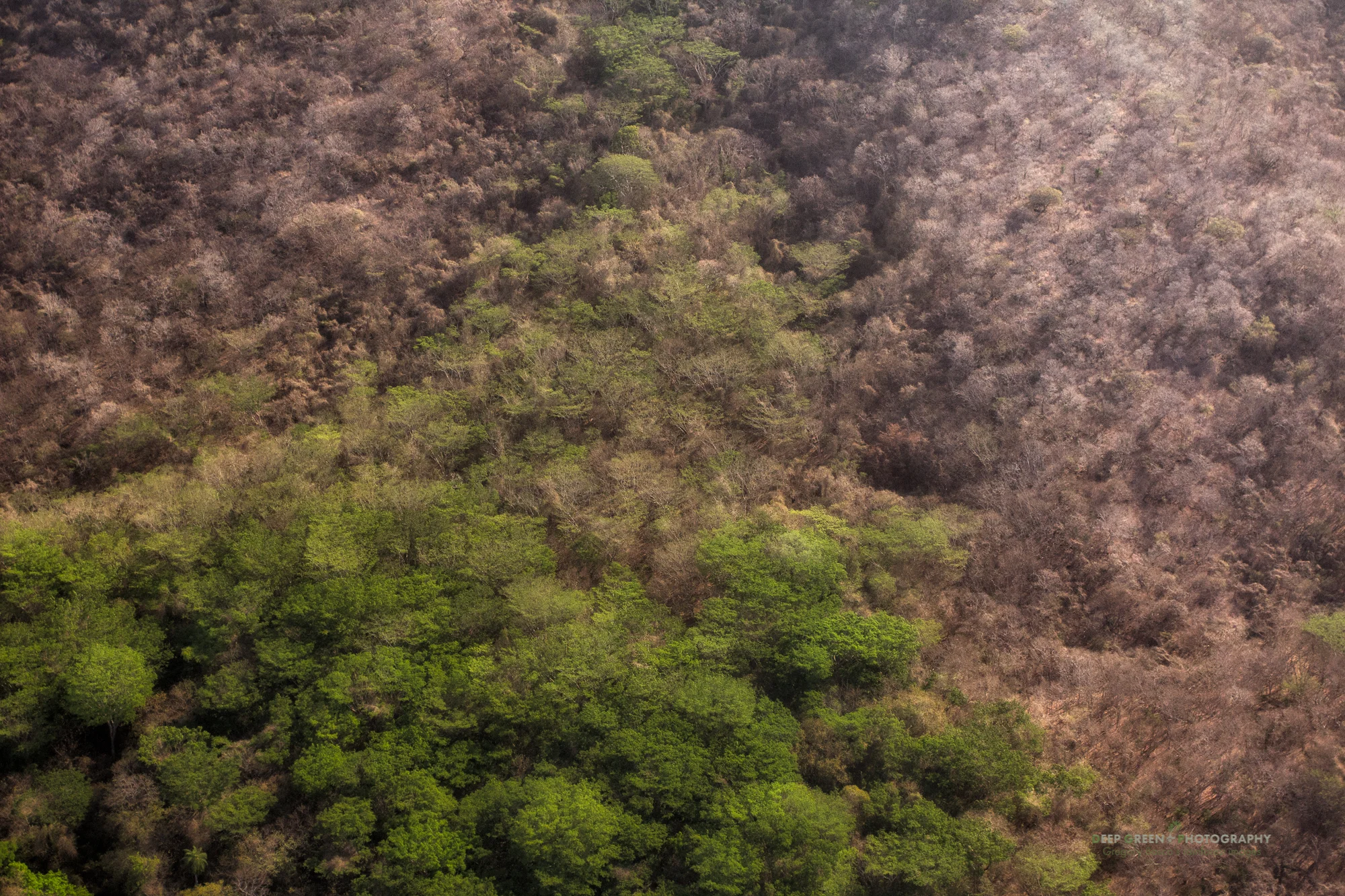 Aerial view of the tropical dry forests of Costa Rica's Guanacaste province. Tropical dry forests are one of the most threatened habitats in Central America.