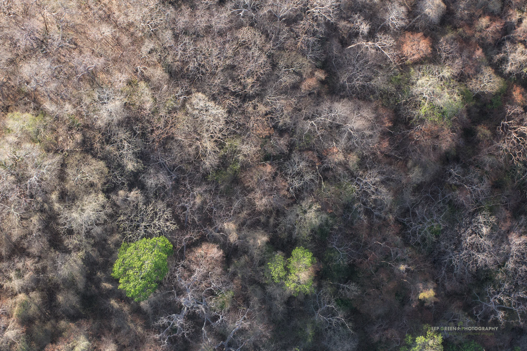 Aerial view of the tropical dry forests of Costa Rica's Guanacaste province. Tropical dry forests are one of the most threatened habitats in Central America.