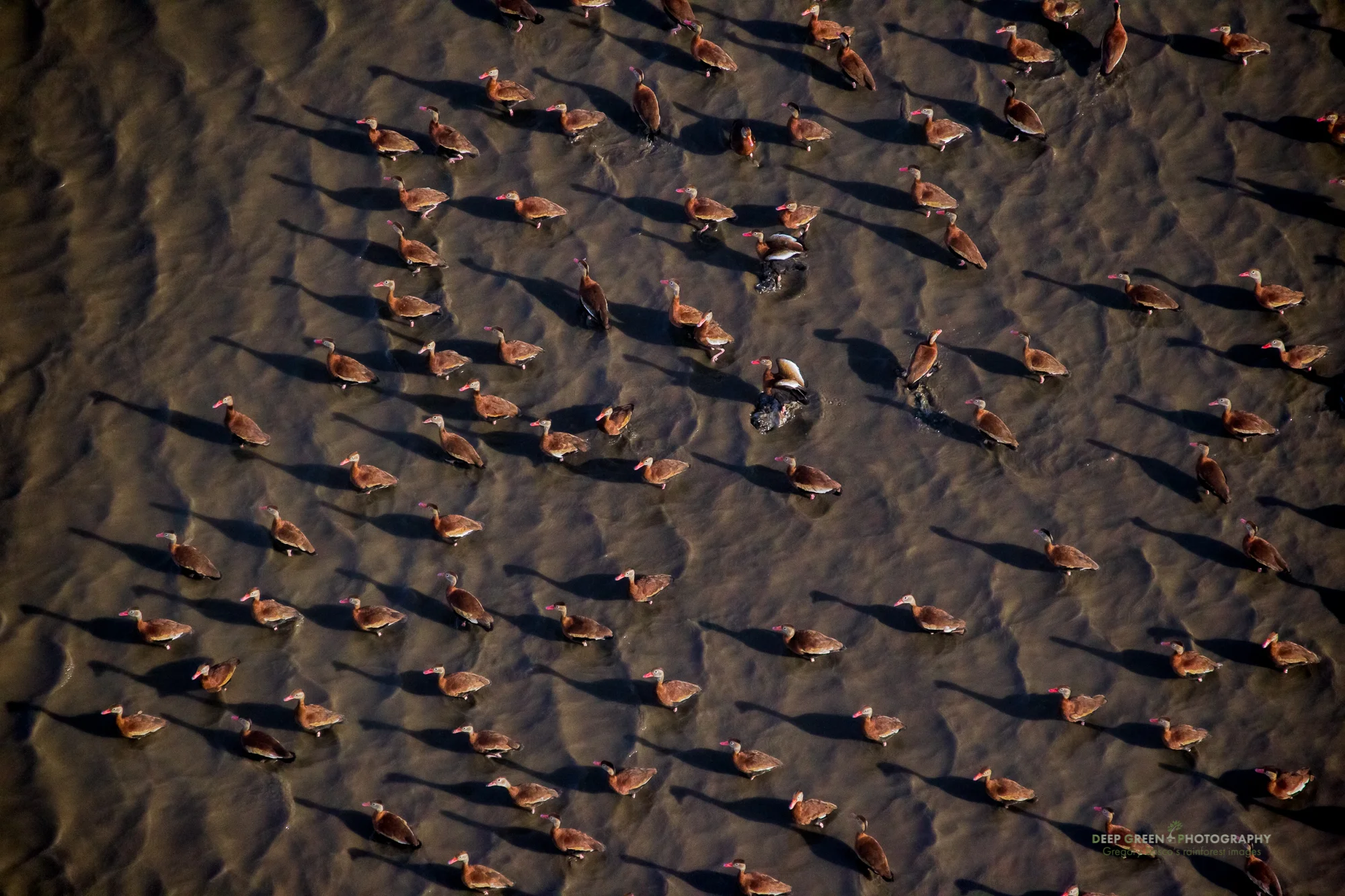 The wetlands of Costa Rica's Palo Verde National Park provide important wintering habitat for many migratory waterfall species, including the handsome black-bellied whistling duck.