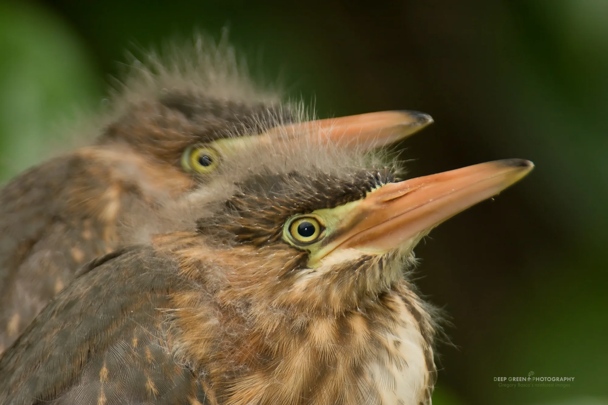 green heron chicks