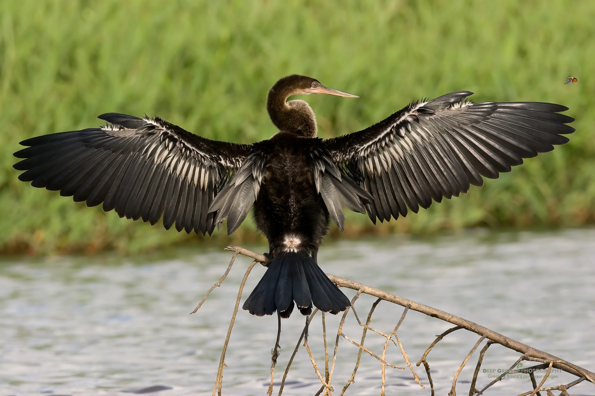 anhinga