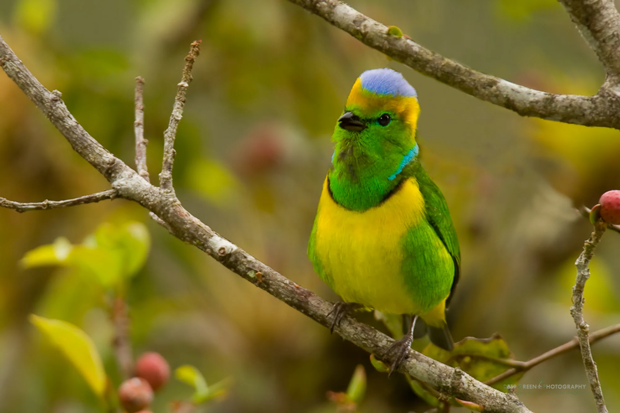 Golden-browed chlorophonia (Chlorophonia callophrys) in wild fig tree