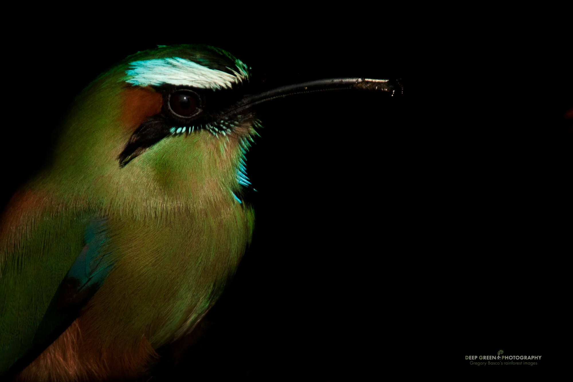 turquoise-browed motmot