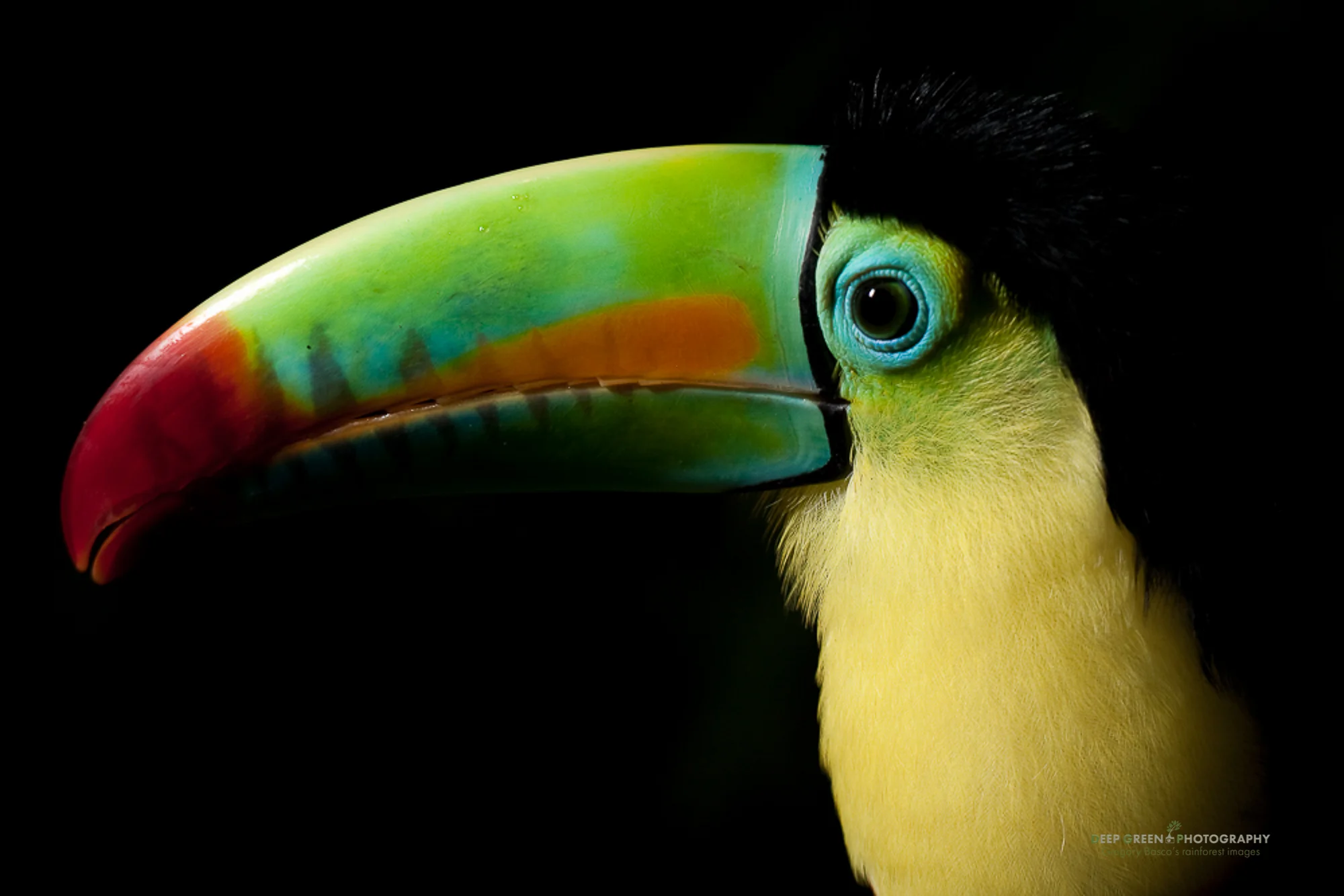 keel-billed toucan