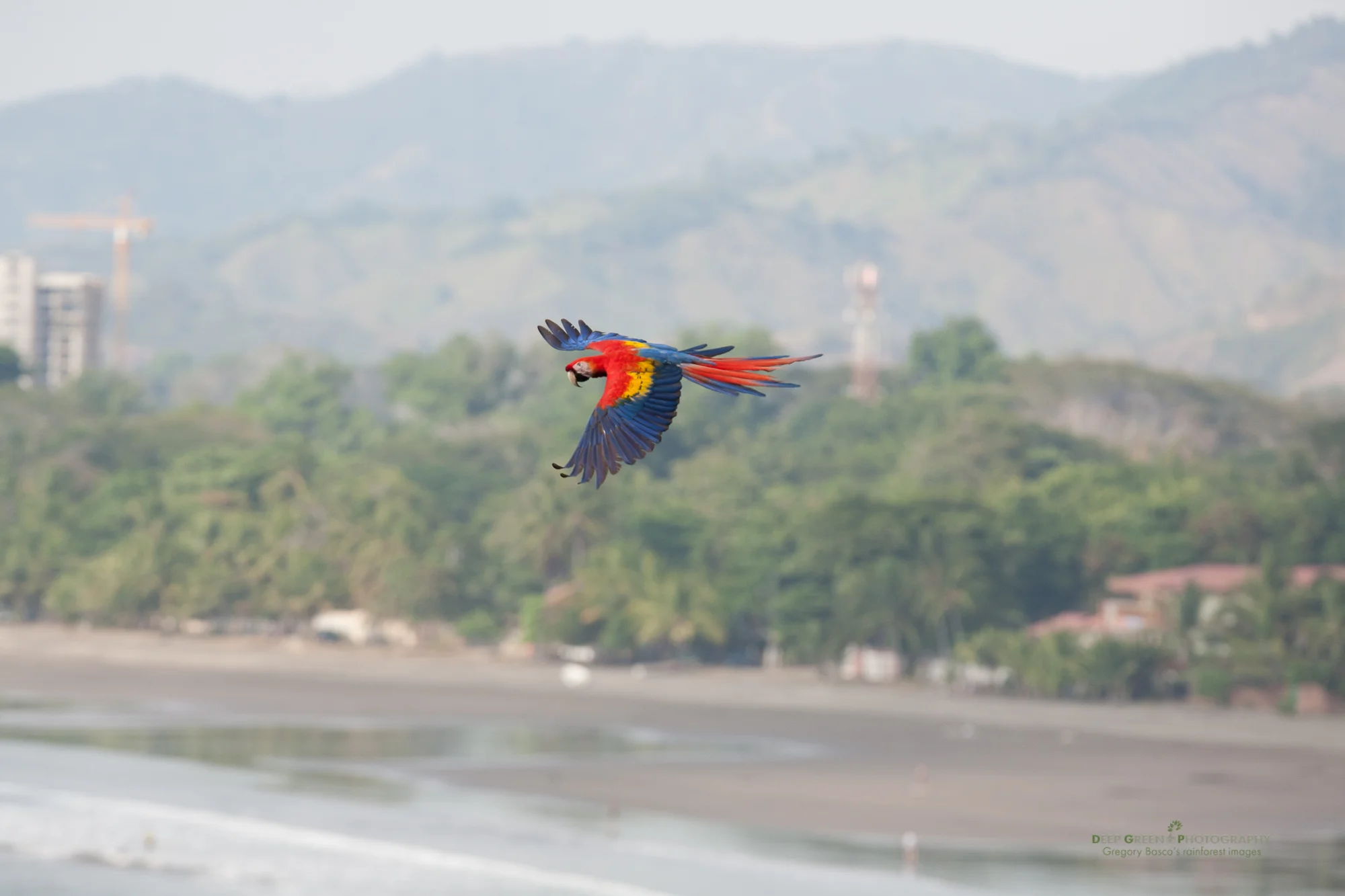 scarlet macaw flying against a backdrop of rampant development at Jaco Beach