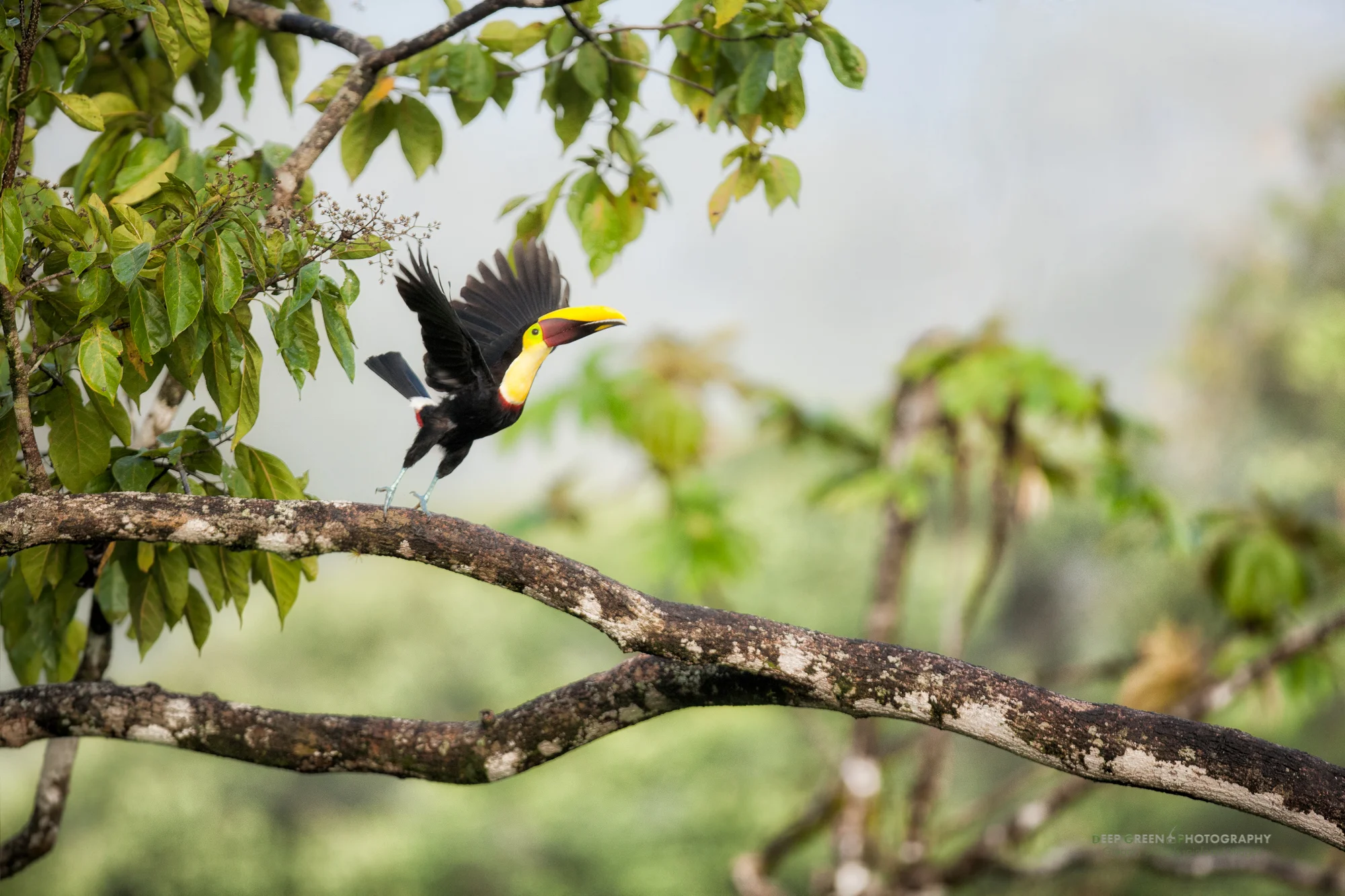 chestnut-mandibled toucan taking flight