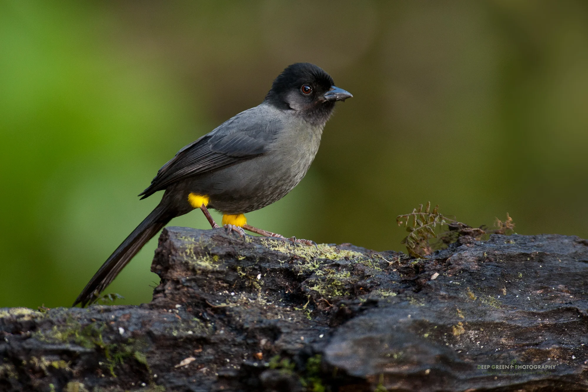 yellow-thighed finch