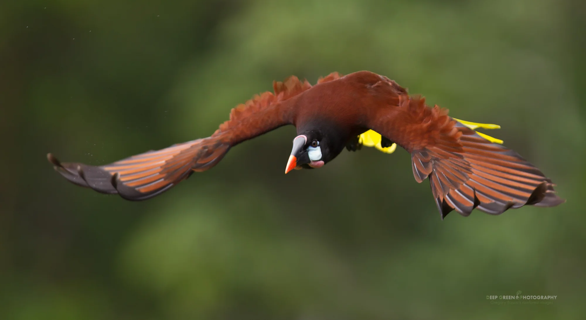 Montezuma oropendola in flight