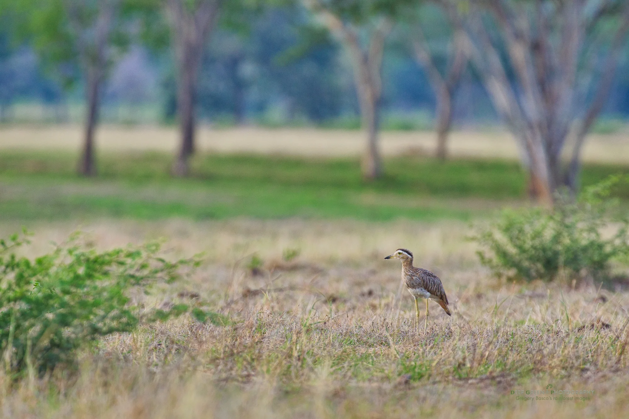 Double-striped thick knee in vegetation in Palo Verde National Park