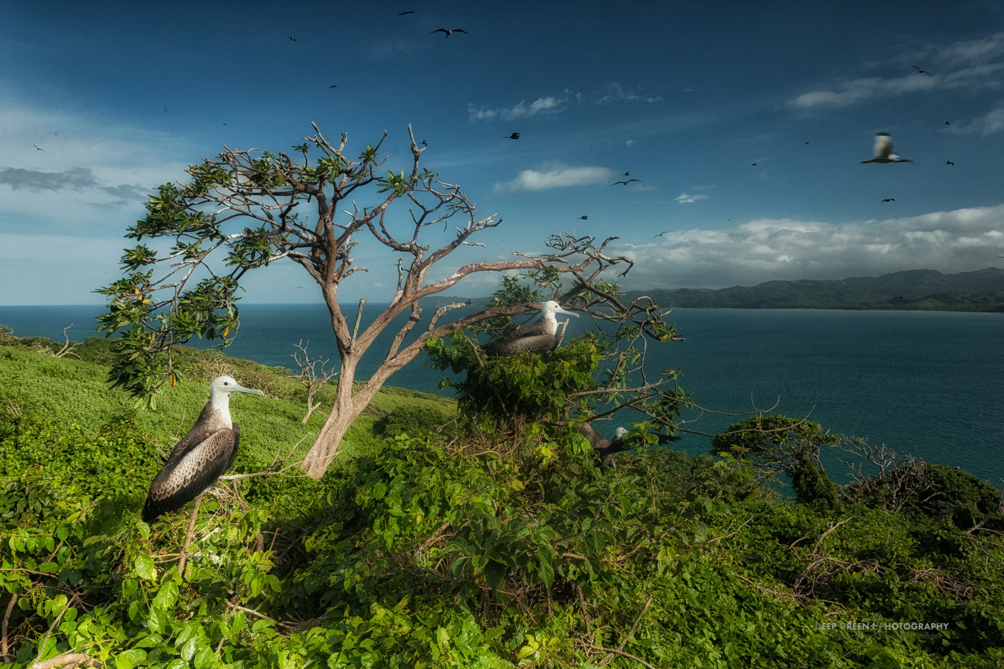 Magnificent frigatebirds nest on a rocky island on the Guanacaste coast