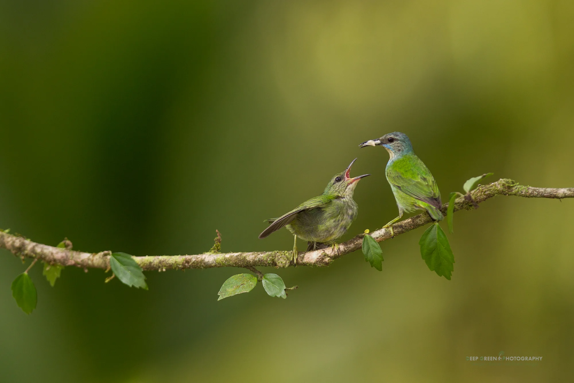female shining honeycreeper feeding chick