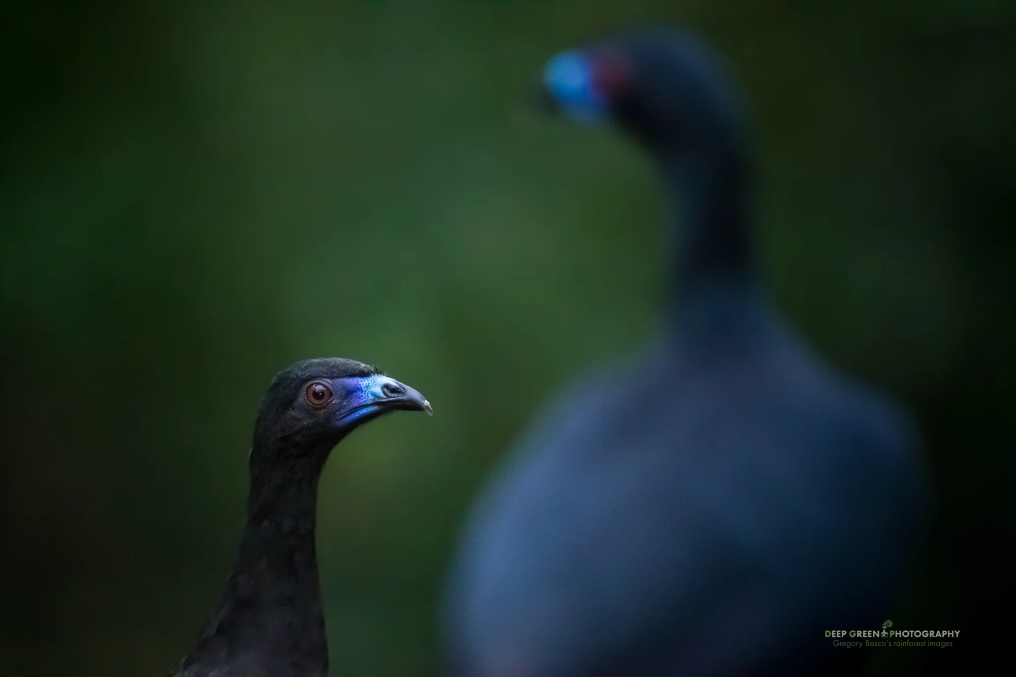 black guan in cloud forest