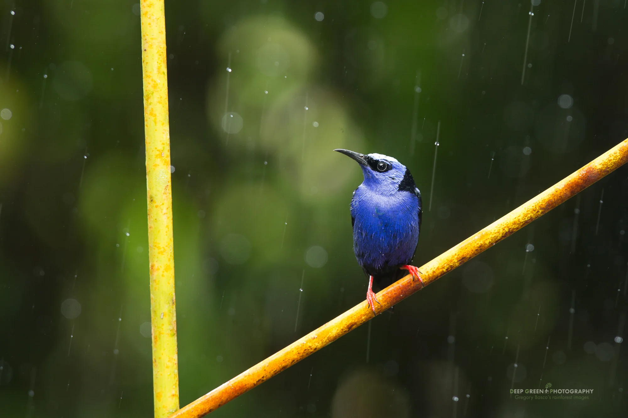 red-legged honeycreeper