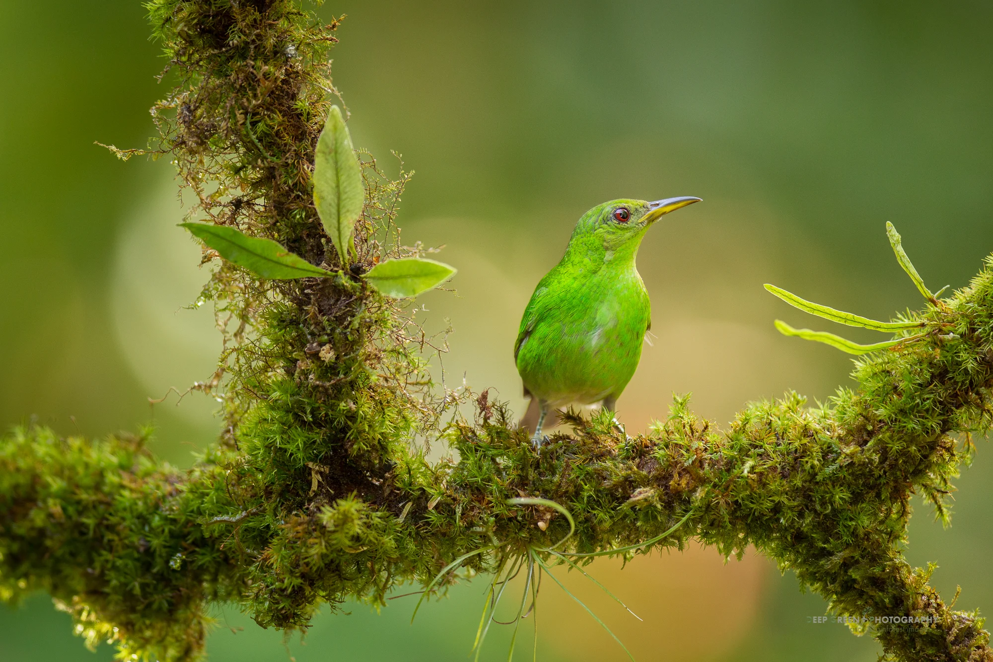 female green honeycreeper