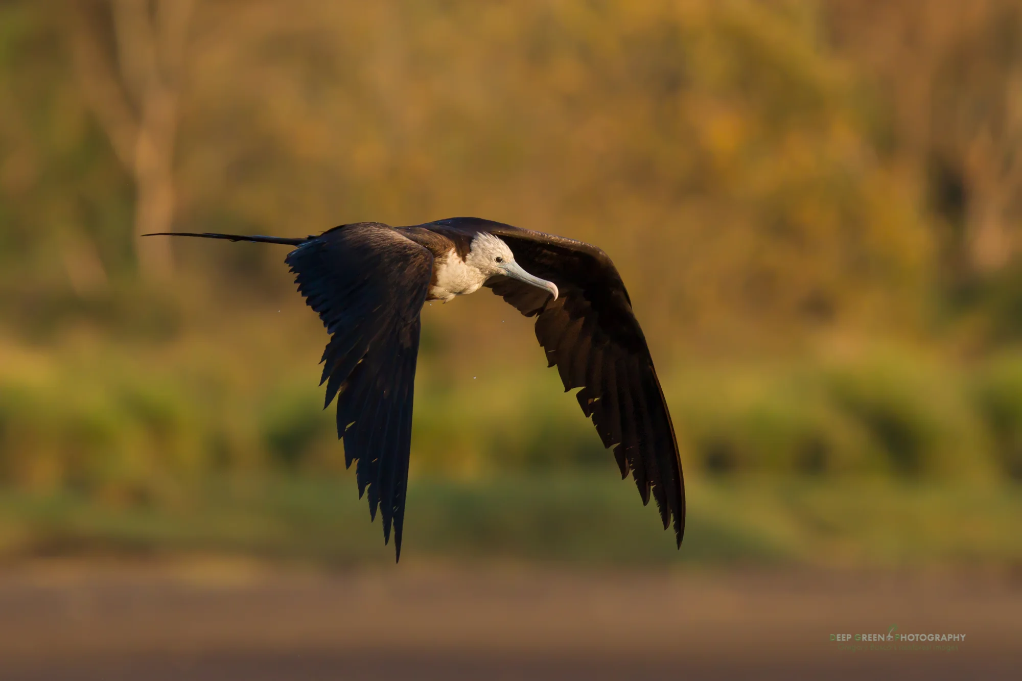 magnificent frigatebird