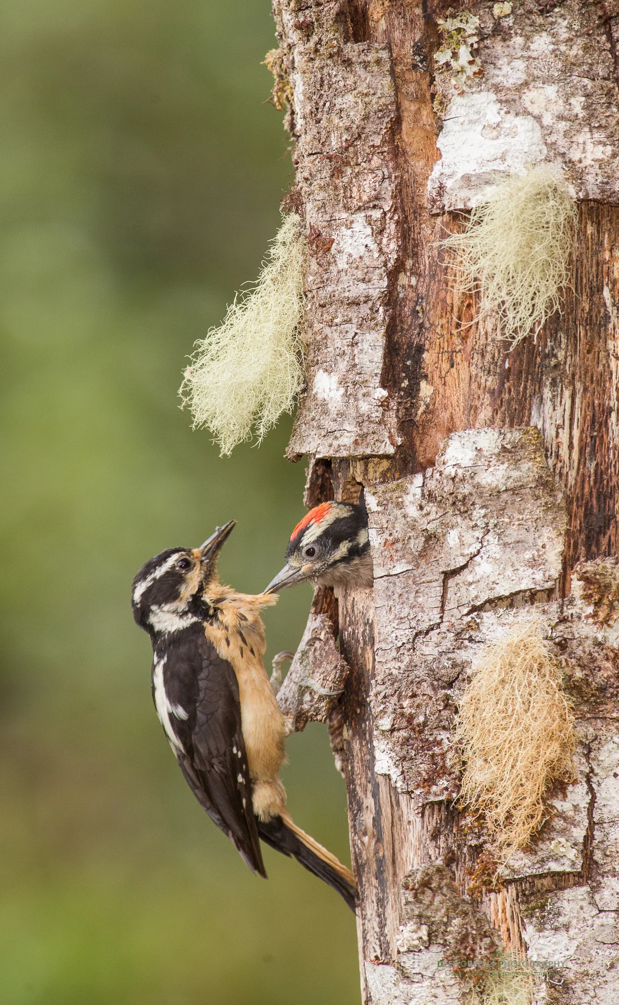 hairy woodpecker at nest with chick