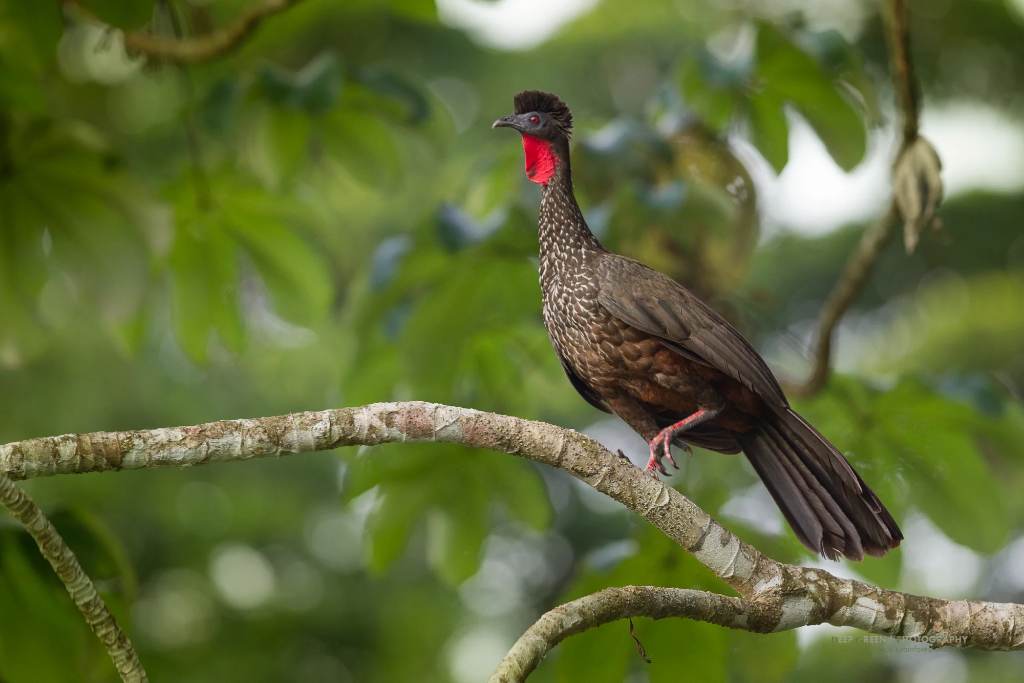 crested guan in Corcovado national park