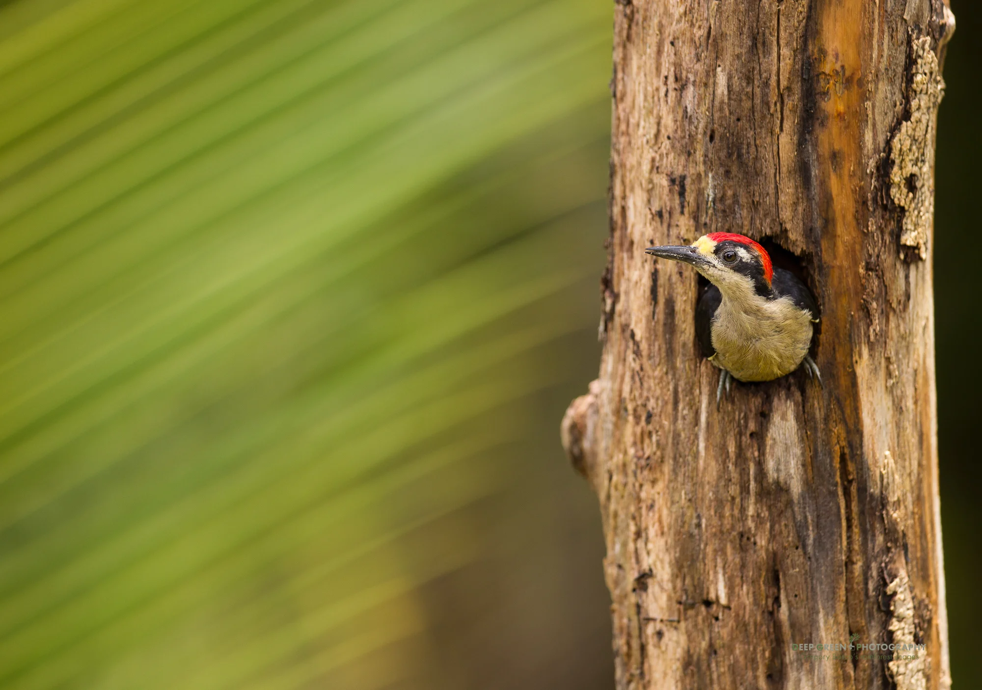 black-cheeked woodpecker in rainforest