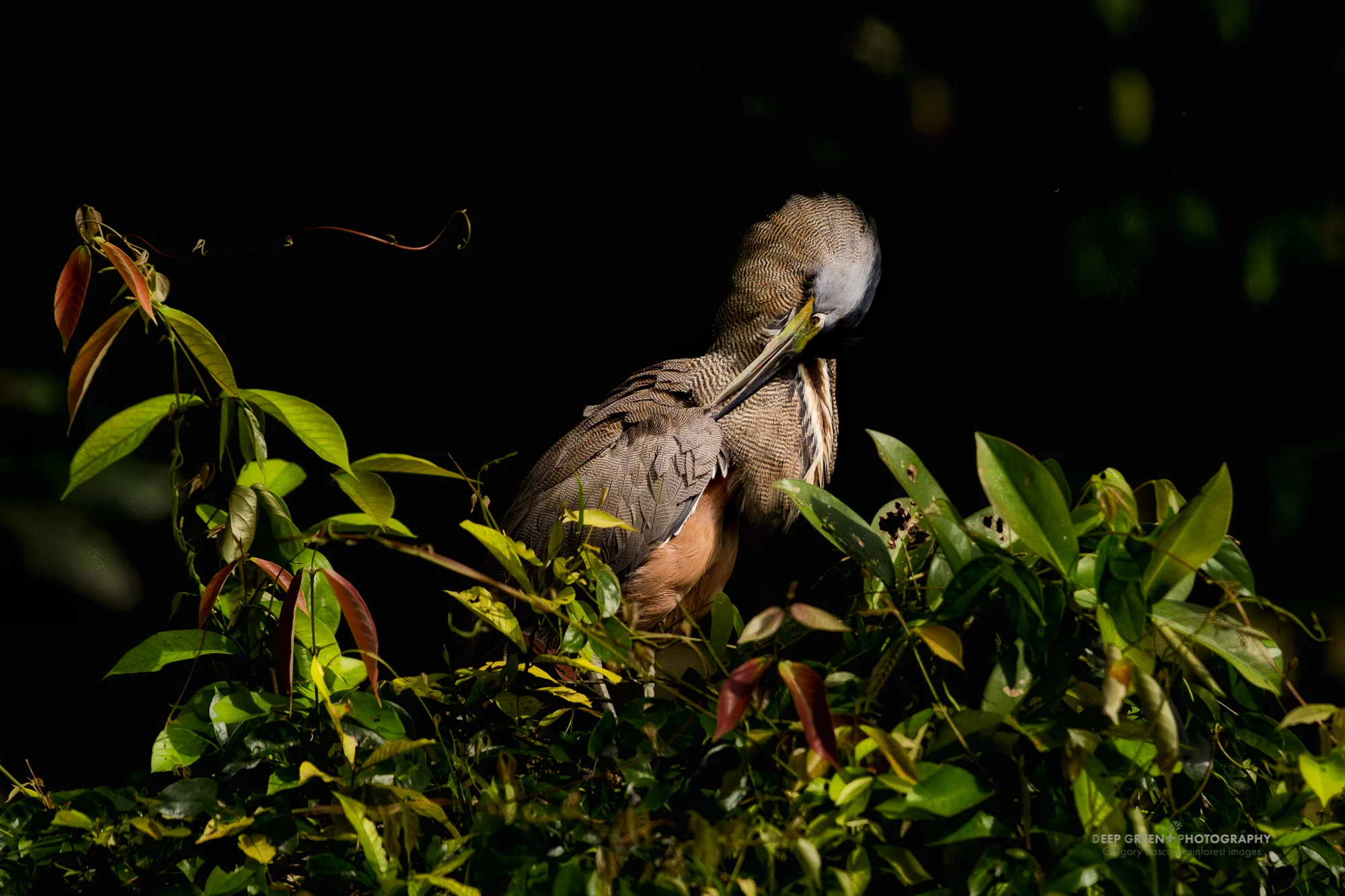 bare-throated tiger heron