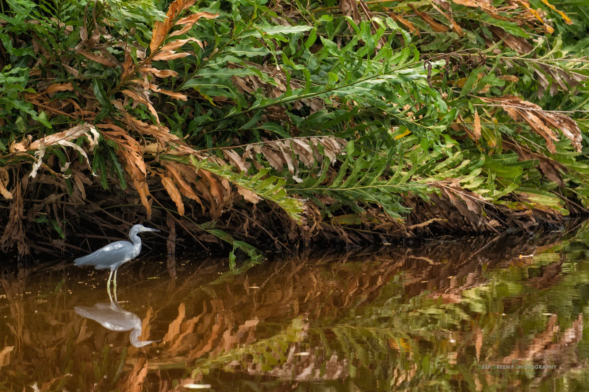 little blue heron in Cahuita national park