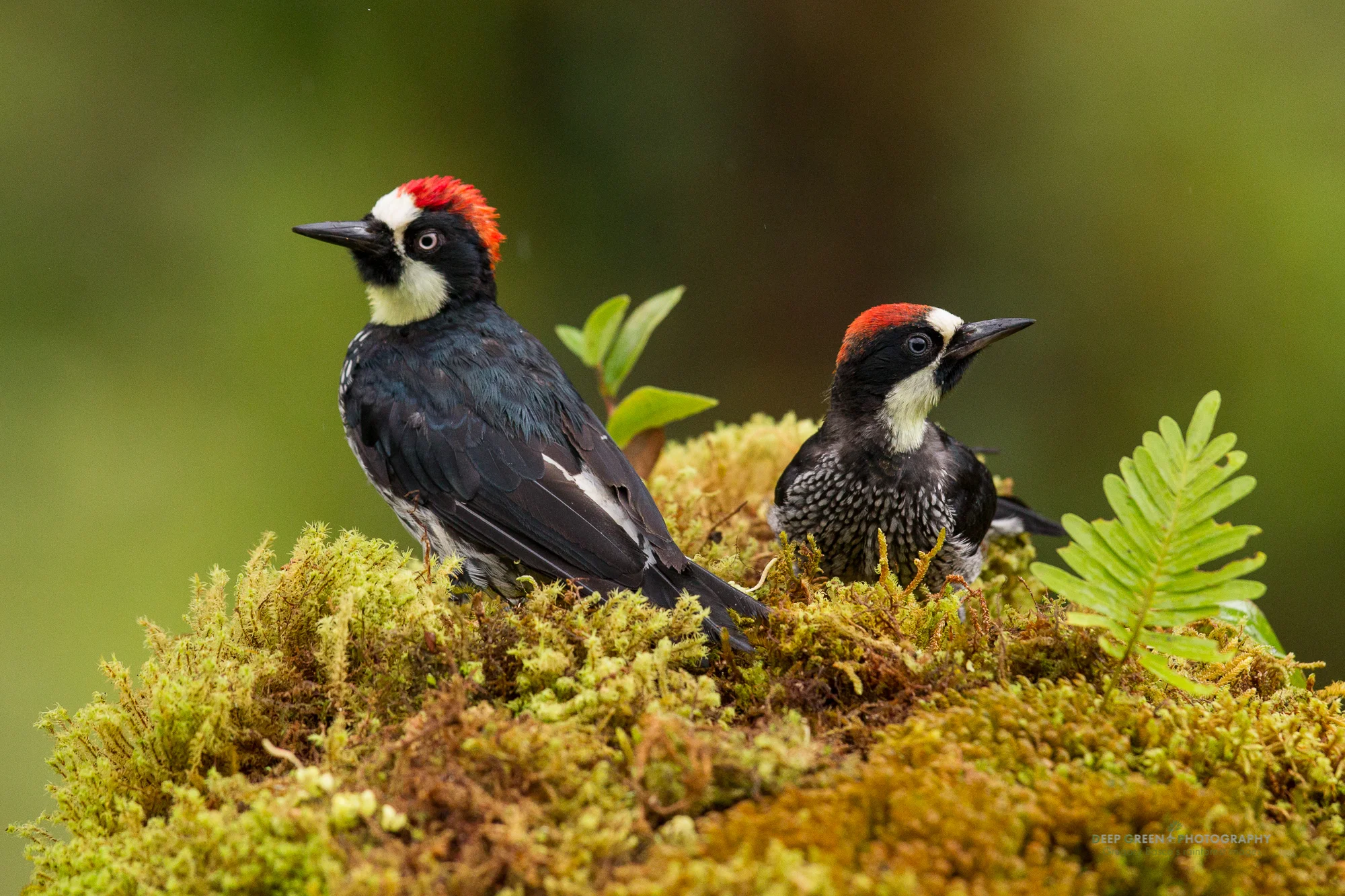 acorn woodpeckers